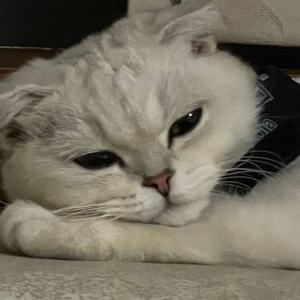 安静的树洞
