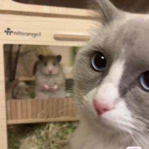 猫澈