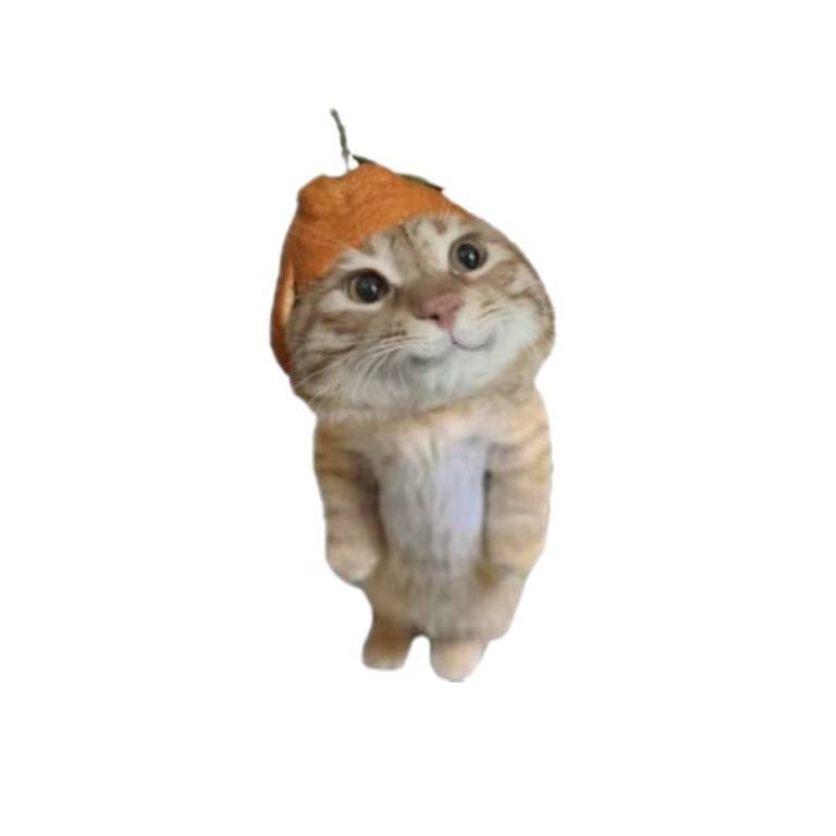 普通🐹