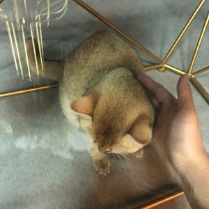 于玉