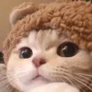 🐰一只兔子酱